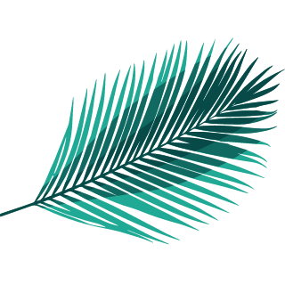 palmera