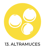 Altramuces